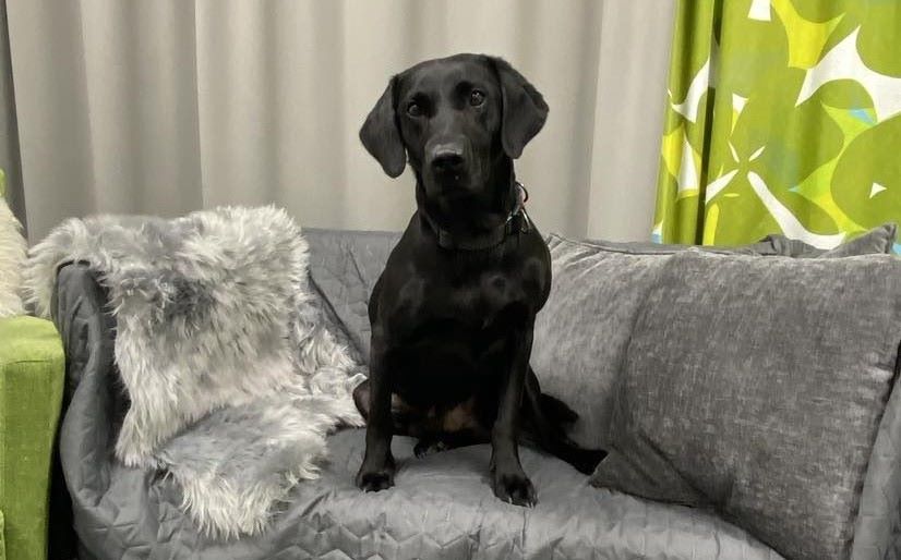 En svart hund sitter i en soffa