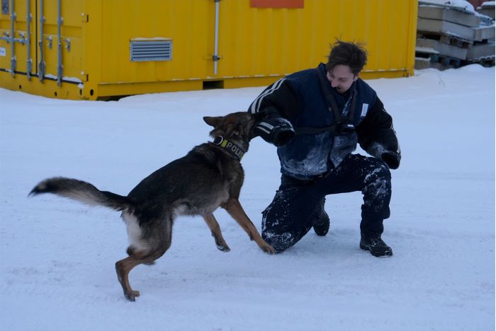 Hund som grabbar tag i en person i armen, personens sitter ner på knä i snön