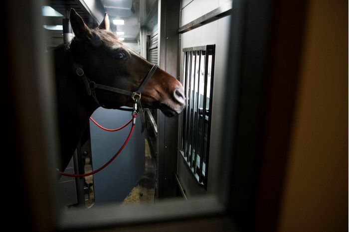 En häst i hästtransporten syns genom ett fönster. Foto.