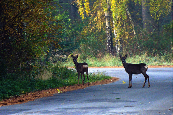 Två rådjur på bilväg