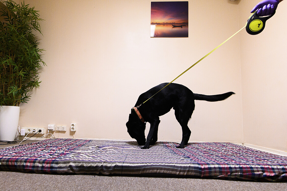 Hund som sniffar på en madrass.