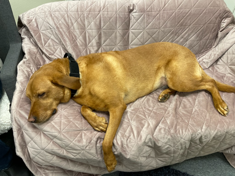 En hund, en gul labrador, ligger i en soffa med ett rosa täcke. Inne i ett rum.