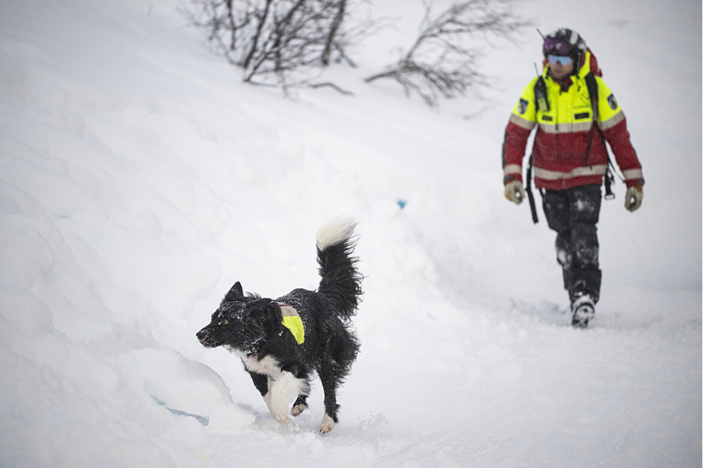En fjällräddare med hund är ute i snöoväder och letar spår.